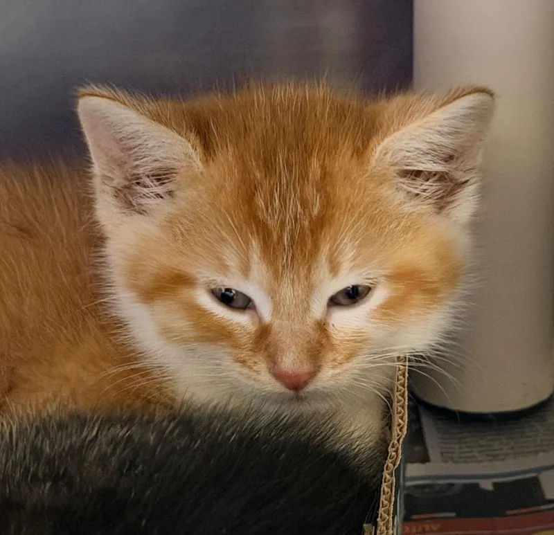 A baby medium-sized male Domestic Short Hair cat named Method Man for adoption in Cincinnati, OH