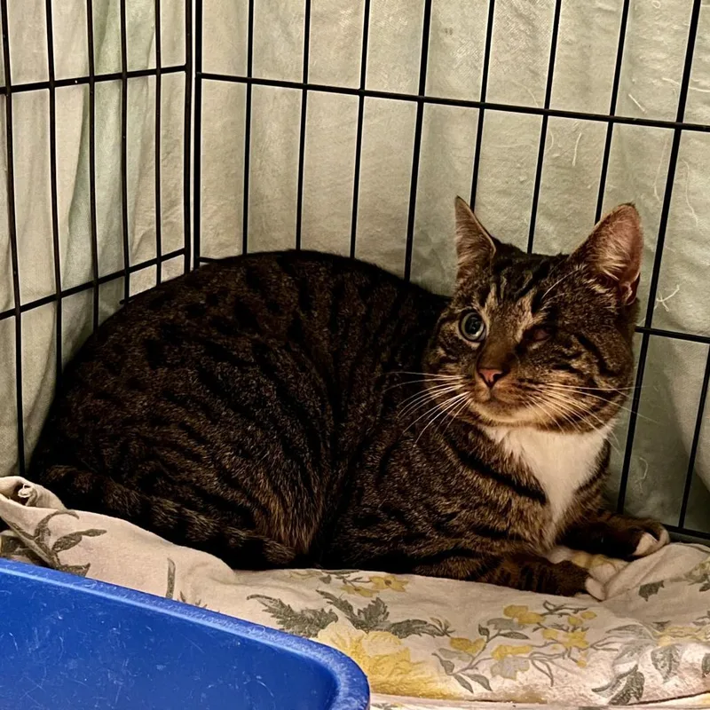 An adult medium-sized male Brown / Chocolate Domestic Short Hair cat named Bazooka Joe for adoption in Wind Gap, PA