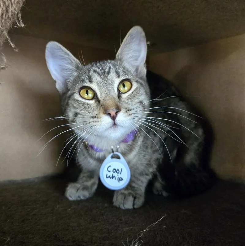 A baby medium-sized female Tabby (Brown / Chocolate) Domestic Short Hair cat named Cool Whip for adoption in tucson, AZ