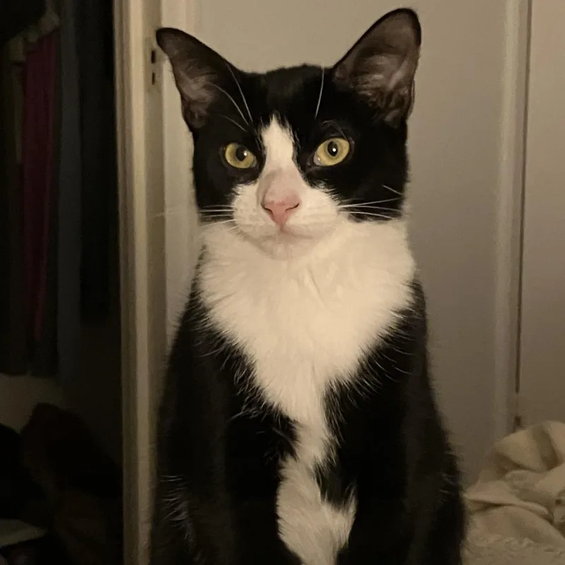 An adult medium-sized female Black Domestic Short Hair cat named Mimosa for adoption in Middle Village, NY
