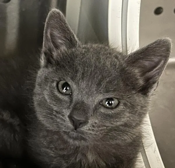 A baby medium-sized female Domestic Short Hair cat named Buffalo for adoption in Oakland, CA
