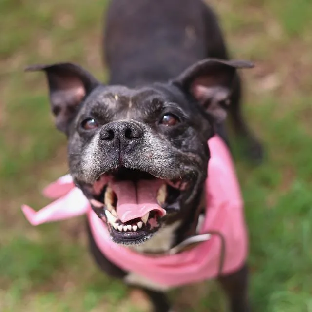 An adult medium-sized female Terrier dog named Pearl for adoption in San Antonio, TX