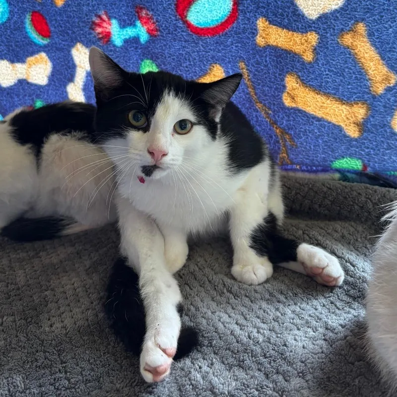 A young small-sized female Black Domestic Short Hair cat named Harriet for adoption in Springfield, MA