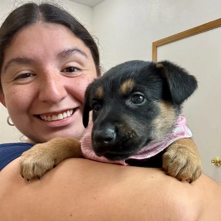 A baby medium-sized female Black German Shepherd Dog dog named Medda Larkin Broadway for adoption in Friendswood, TX
