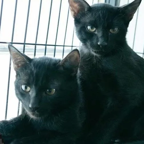 A baby small-sized male Black Domestic Short Hair cat named Badger for adoption in Sarasota, FL