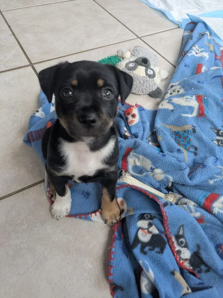 A baby medium-sized male Terrier dog named James for adoption in Orlando, FL