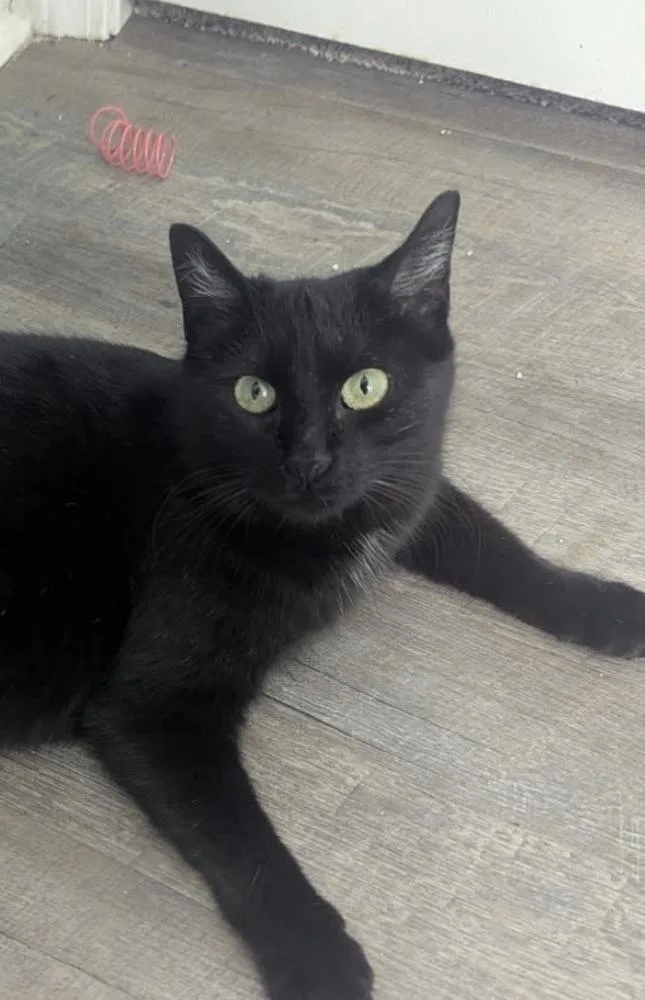 A young medium-sized female Black Domestic Short Hair cat named Bebe for adoption in Telford, PA