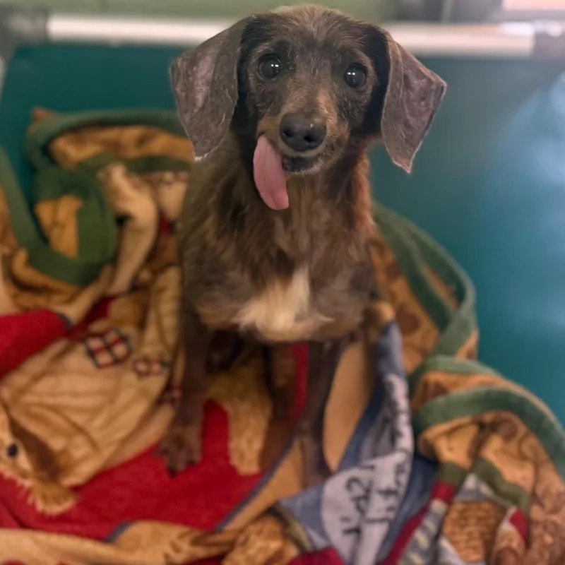 A senior small-sized female Brown / Chocolate Dachshund dog named Gretta for adoption in West Palm Beach, FL