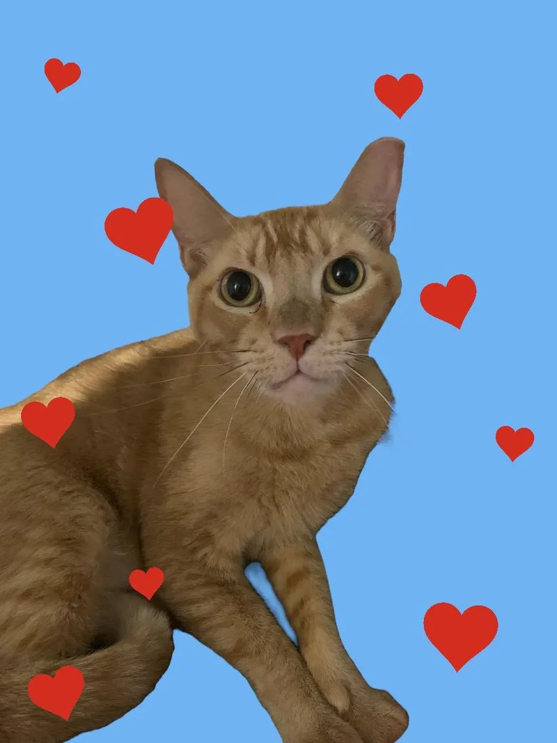 Orange And Joyce thumbnail 2