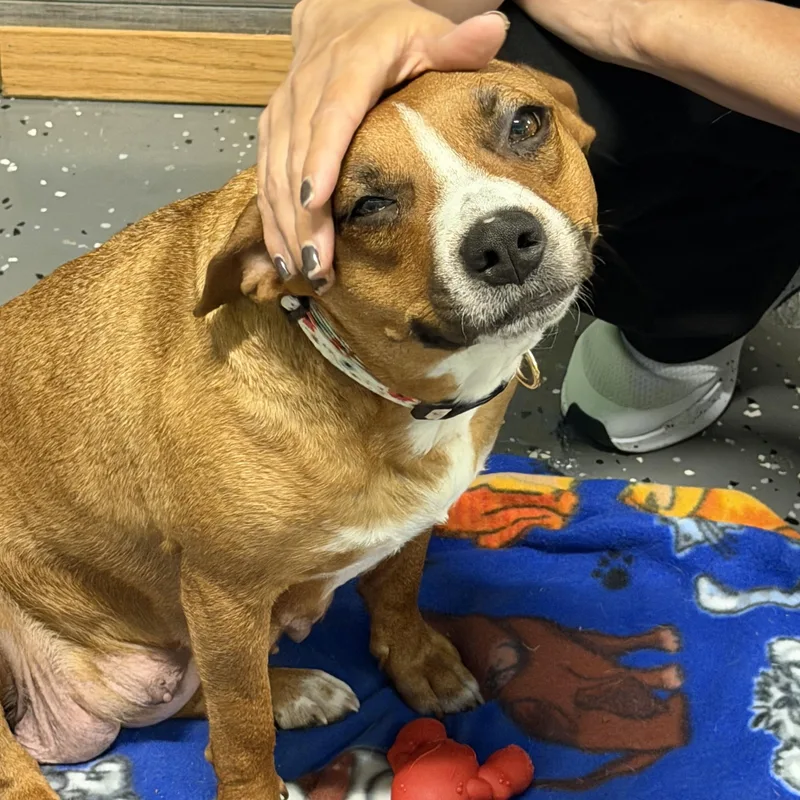 An adult medium-sized female Red / Chestnut / Orange American Staffordshire Terrier dog named Amiga for adoption in Bettendorf, IA