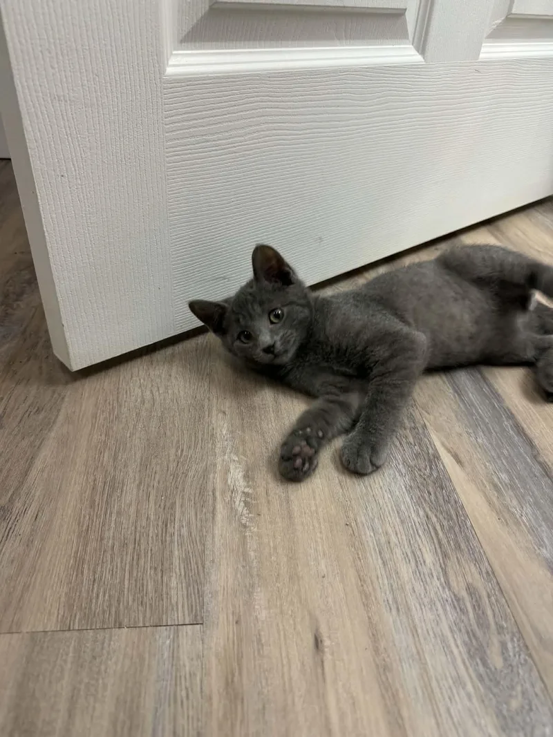 A young medium-sized male Gray / Blue / Silver Domestic Short Hair cat named Sweden for adoption in Fulton, NY
