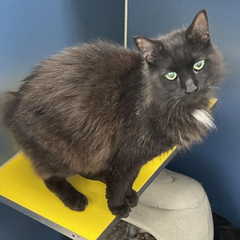 A senior large-sized male Black American Bobtail cat named Ragnar for adoption in Tulsa, OK