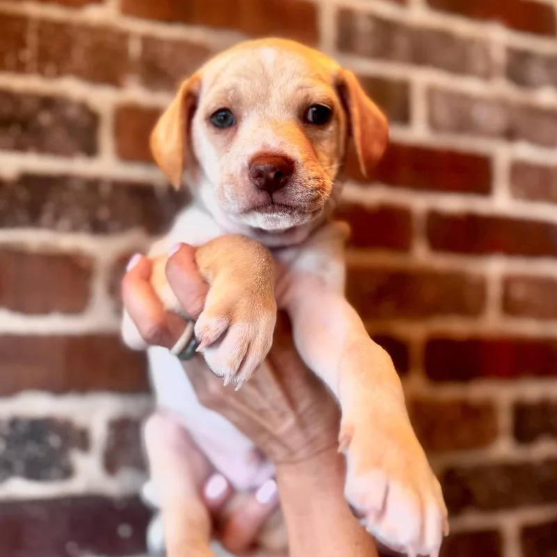 A baby small-sized male White / Cream Yellow Labrador Retriever dog named Eddie Murphy for adoption in San Diego, CA