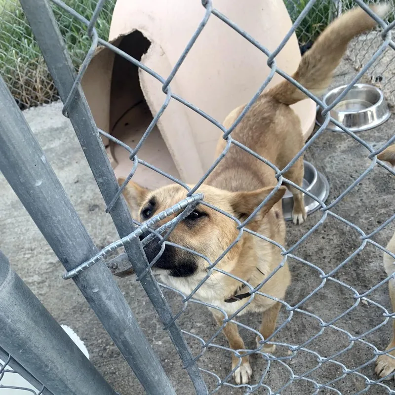 An adult medium-sized female Yellow / Tan / Blond / Fawn Mixed Breed dog named Lorelai for adoption in Tacoma, WA