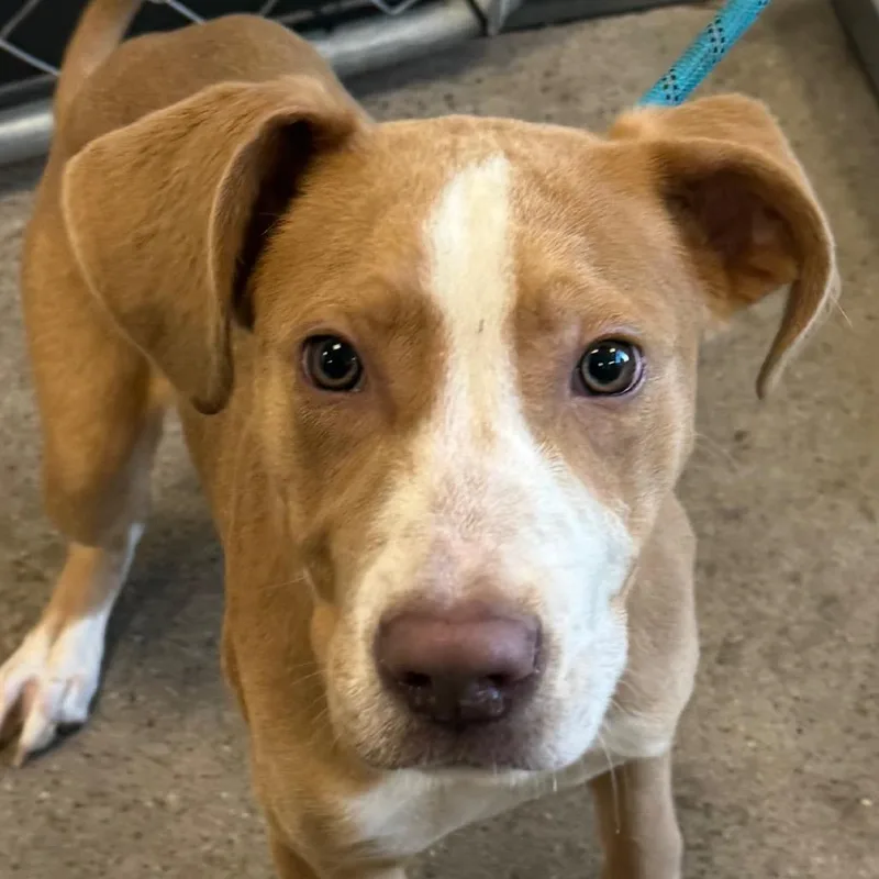 A young medium-sized female Yellow / Tan / Blond / Fawn Mixed Breed dog named Lizzie for adoption in Las Cruces, NM