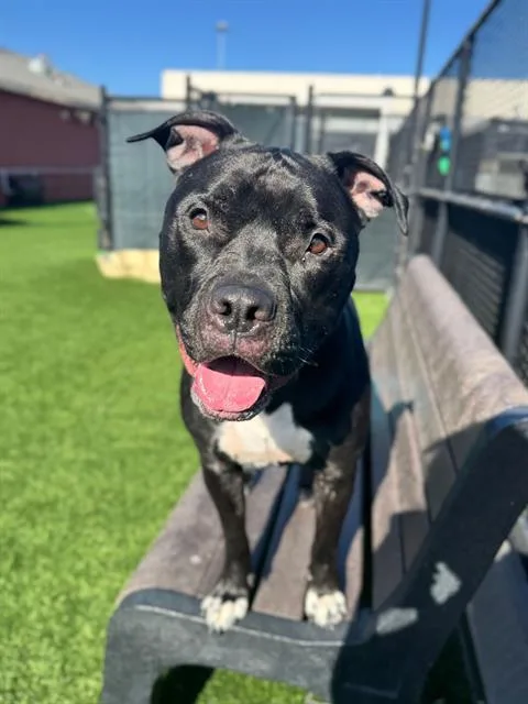 An adult large-sized male Pit Bull Terrier dog named Denim for adoption in San Francisco, CA