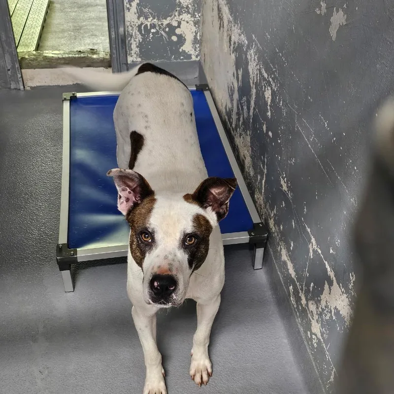 An adult medium-sized male White / Cream Mixed Breed dog named Buster for adoption in Naples, FL