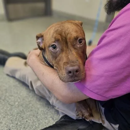 An adult large-sized female Pit Bull Terrier dog named Angelica for adoption in Kansas City, MO