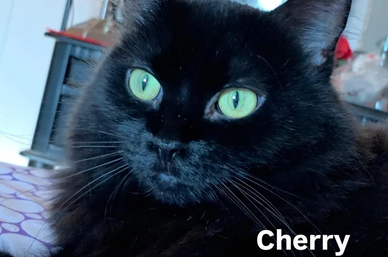 Cherry thumbnail 2