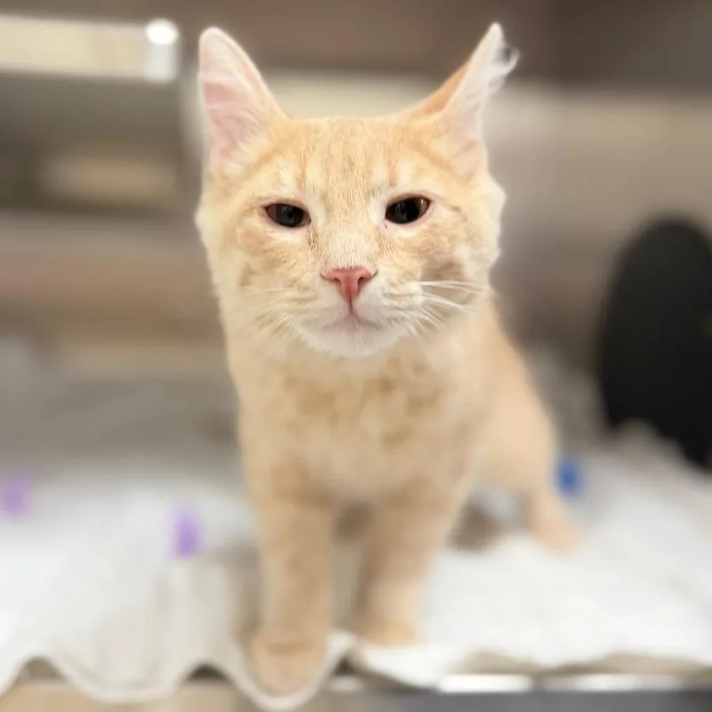 A baby medium-sized male Domestic Short Hair cat named Cat for adoption in Bullhead City, AZ