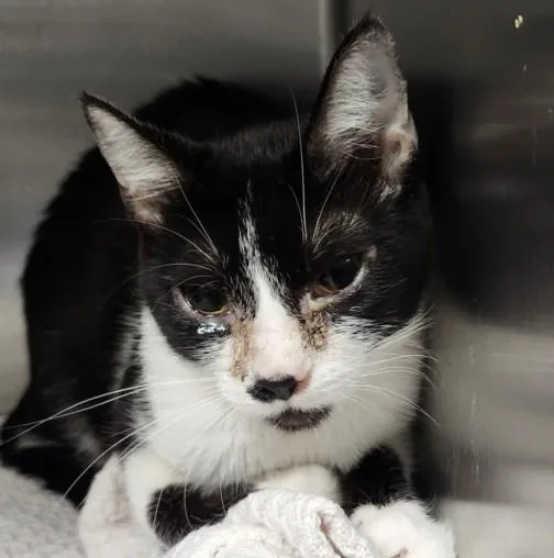 An adult medium-sized female Domestic Short Hair cat named Norma Shearer for adoption in Los Angeles, CA