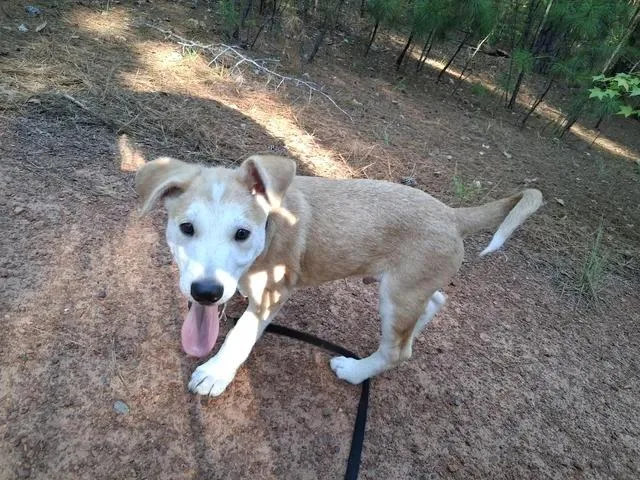 A baby large-sized male Husky dog named Baby Ruth for adoption in New Baltimore, MI