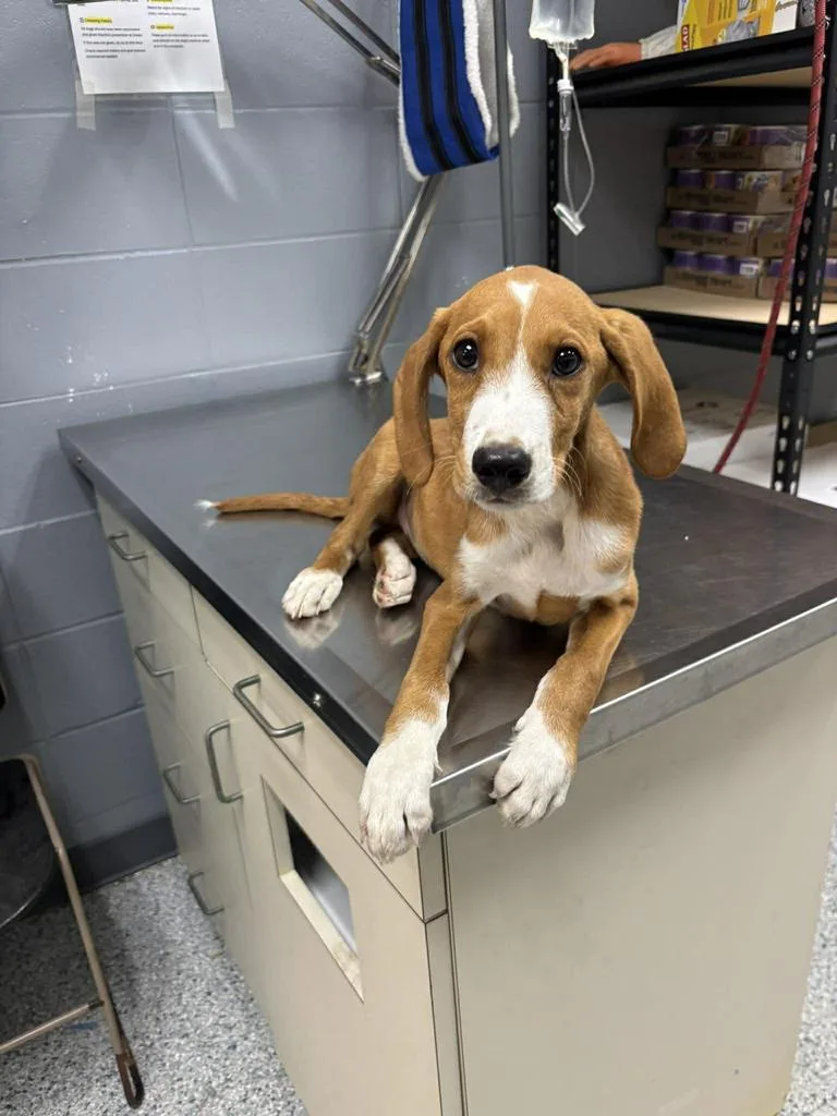 A baby medium-sized male Hound dog named Chance for adoption in Livingston, LA