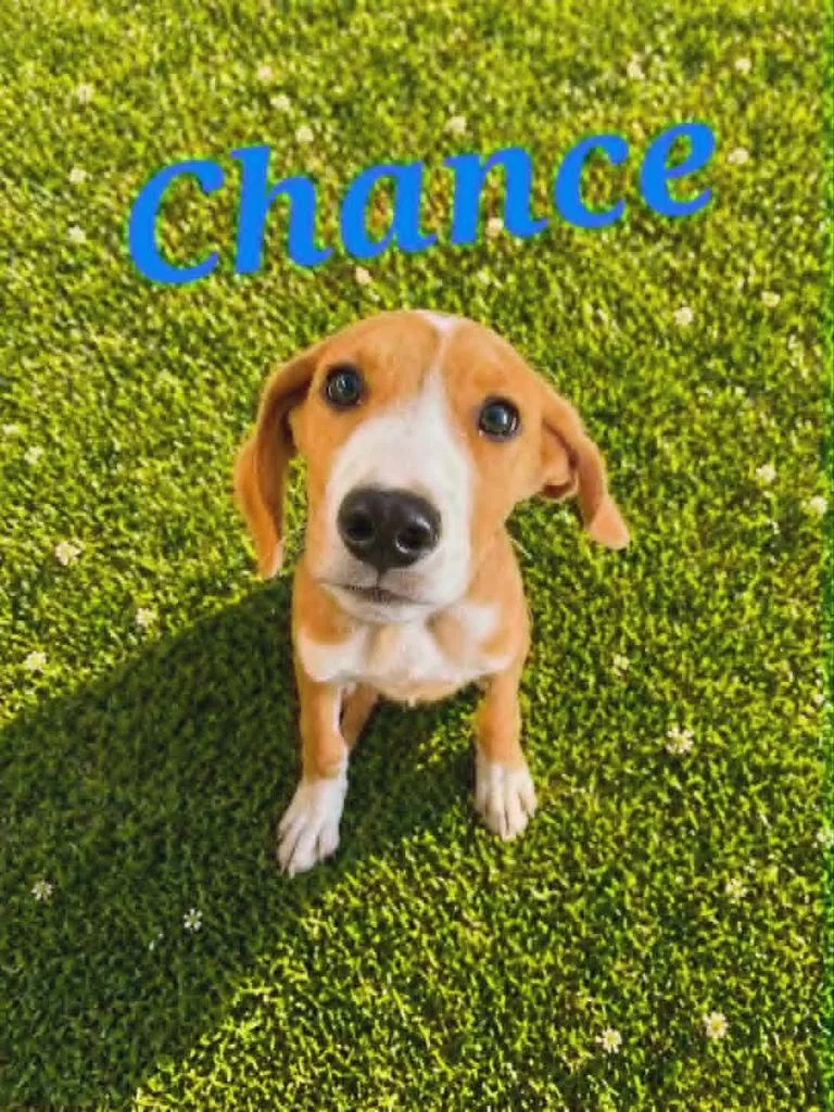 Chance thumbnail 2