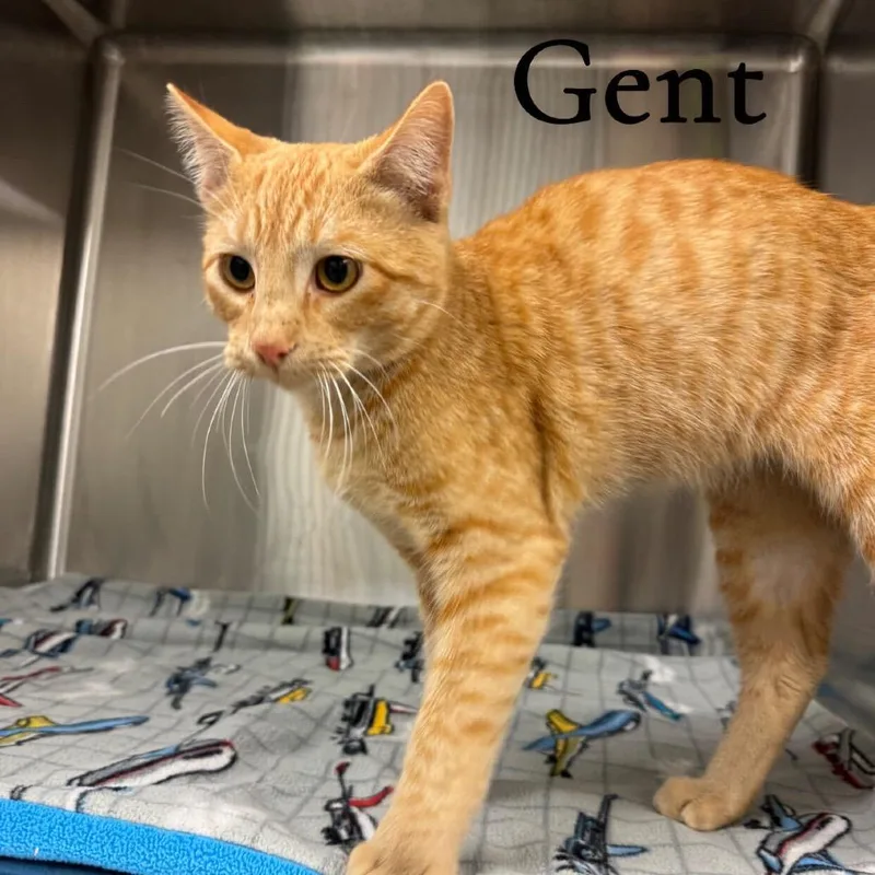A young medium-sized male Orange / Red Domestic Short Hair cat named Gent for adoption in Buffalo, MN