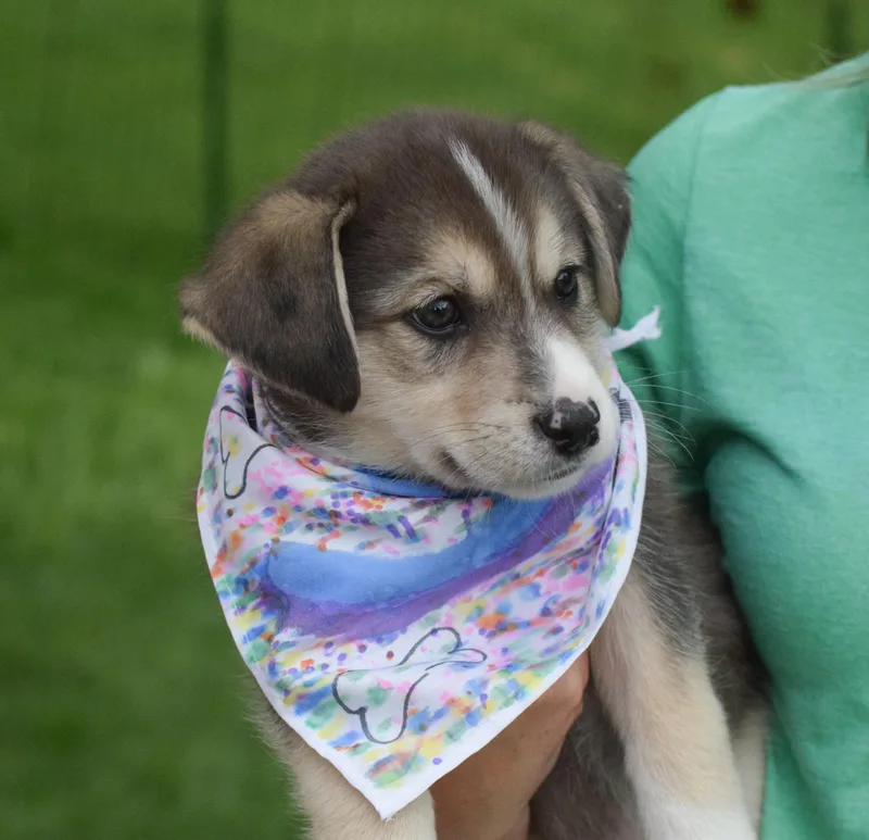 A baby medium-sized male Beagle dog named Sawyeravail for adoption in West Grove, PA