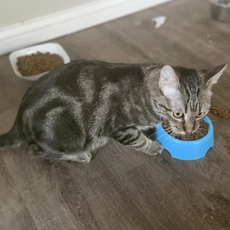 An adult medium-sized female Brown / Chocolate Domestic Short Hair cat named Stork for adoption in Buffalo, MN