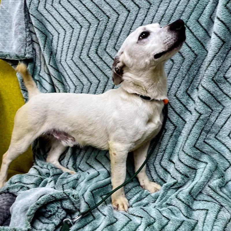 An adult medium-sized male White / Cream Jack Russell Terrier dog named Remy for adoption in Verona, VA