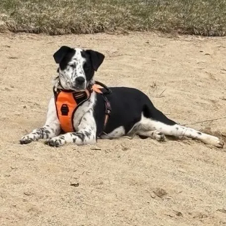 A young medium-sized female Black Mixed Breed dog named Gretta for adoption in Auburn, NH