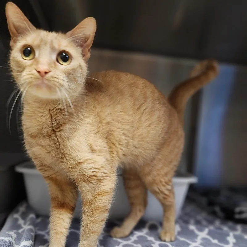 An adult medium-sized female Orange / Red Domestic Short Hair cat named Feline Dion for adoption in Dixon, IL