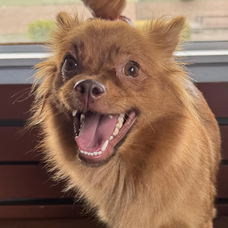 A young small-sized female Golden Pomeranian dog named Ms. Jelly Belly Nala for adoption in Ridgefield, WA