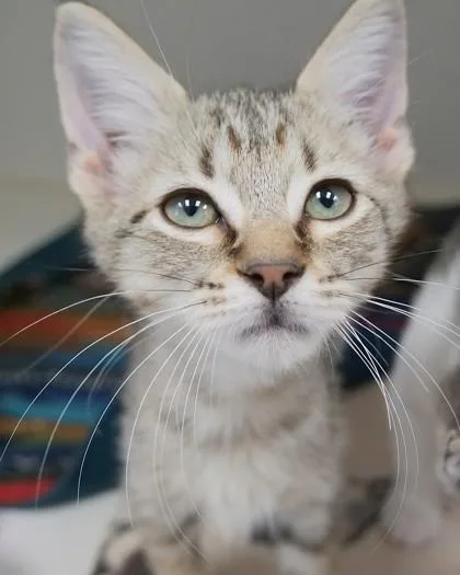 A baby small-sized female Domestic Short Hair cat named Yield for adoption in Fishers, IN