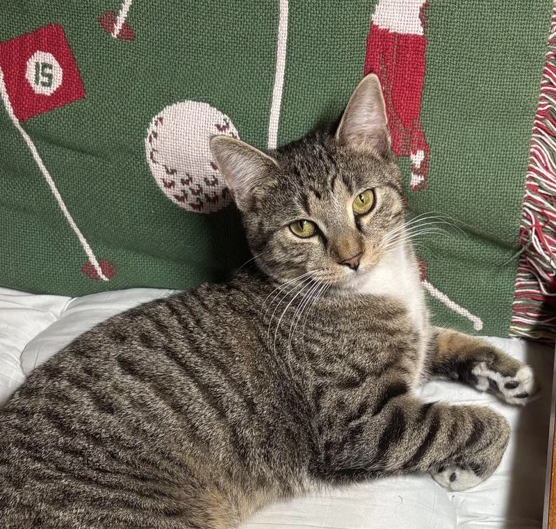 Tiger  Bengal Tabby thumbnail 2