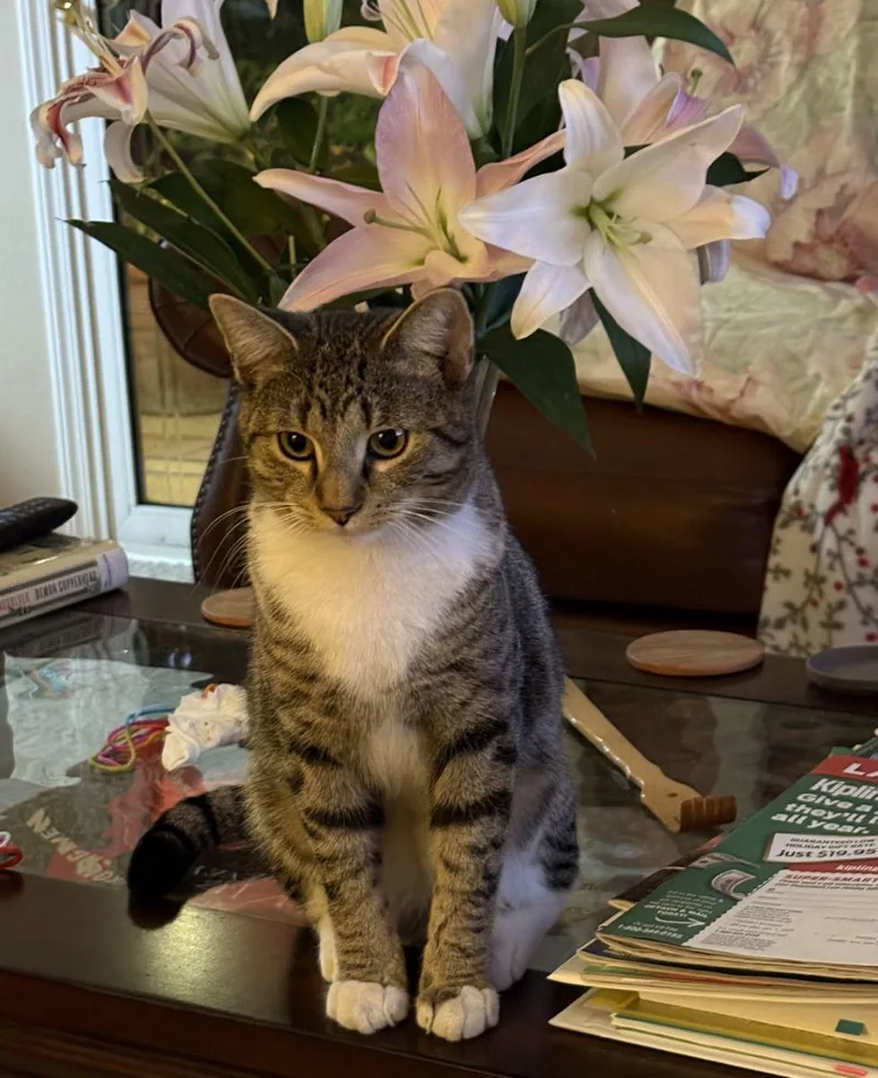 Tiger  Bengal Tabby thumbnail 3