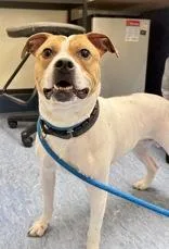 An adult medium-sized female Mixed Breed dog named Freckles for adoption in Charleston, SC