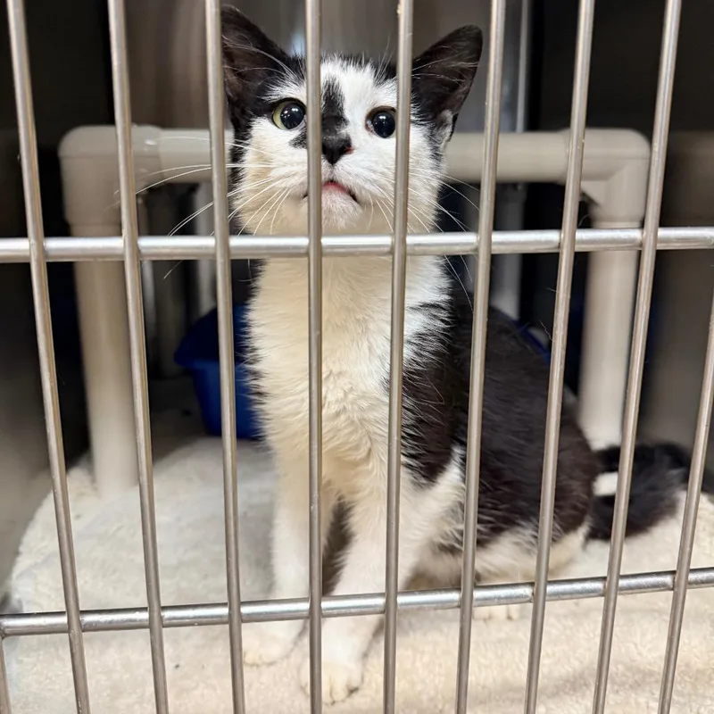 A young medium-sized female Black Domestic Short Hair cat named Opal for adoption in Indianapolis, IN