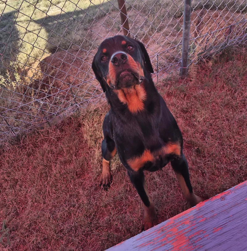 An adult large-sized male Rottweiler dog named Creek for adoption in Canyon, TX