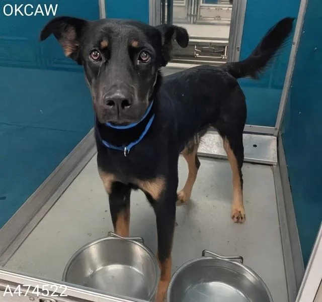 An adult large-sized male German Shepherd Dog dog named A for adoption in Oklahoma City, OK