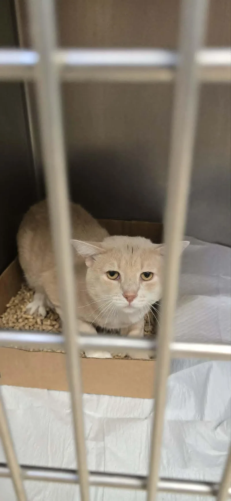 An adult medium-sized male Buff & White Domestic Short Hair cat named Brash for adoption in Orange, VA
