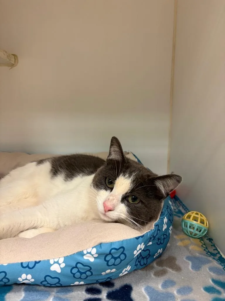 A young medium-sized female Domestic Short Hair cat named SidneyStoney for adoption in Johnson City, TN