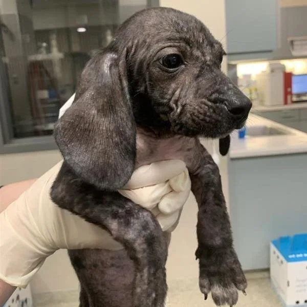 A baby small-sized male Black Mixed Breed dog named Sprout for adoption in Jacksonville, FL