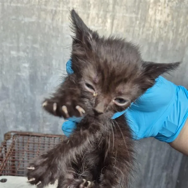 A baby small-sized male Domestic Short Hair cat named Tuna for adoption in San Antonio, TX