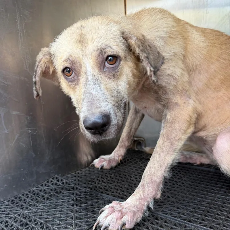 An adult medium-sized female Mixed Breed dog named Luna for adoption in Memphis, TN
