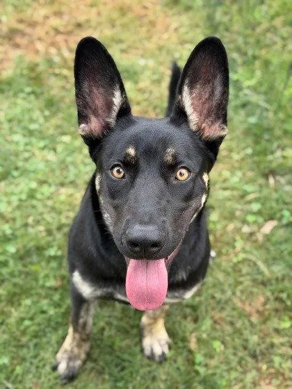 A young large-sized female Australian Kelpie dog named Mish Mish for adoption in Bloomfield, CT
