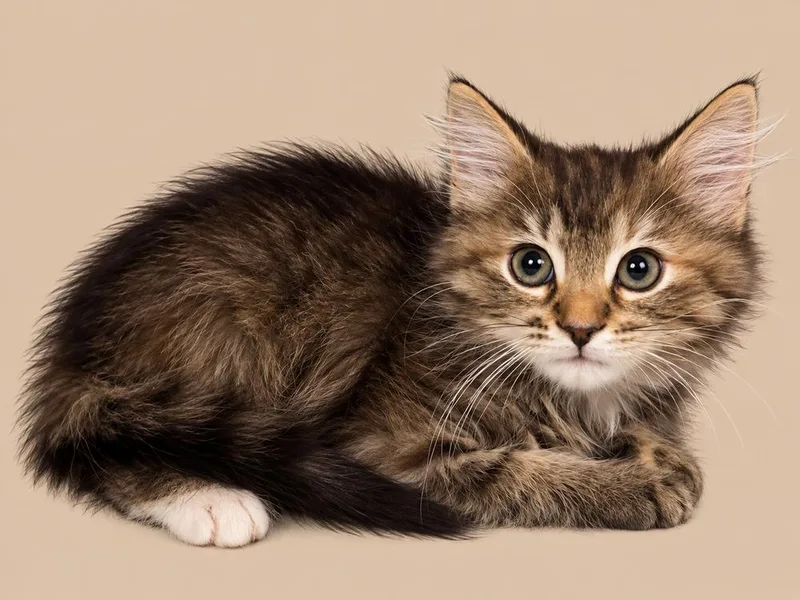 A baby medium-sized female Domestic Long Hair cat named Matcha for adoption in Emerald Isle, NC