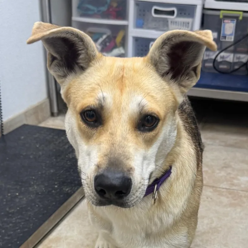 An adult medium-sized female Yellow / Tan / Blond / Fawn German Shepherd Dog dog named Morgana for adoption in Galveston, TX